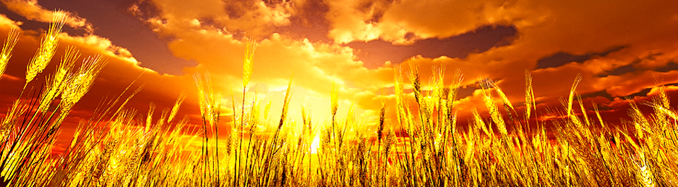 Nourishing Body, Soul and Spirit
